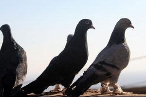 &Ccedil;aldığı g&uuml;vercinleri sahibine satmak isterken yakalandı
