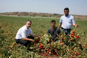 Bursalı domates &uuml;reticisi emeğinin karşılığını istiyor