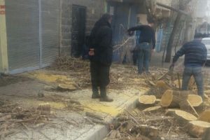 Evinin &ouml;n&uuml;ndeki ağacı kesen vatandaşa 30 fidan dikme cezası