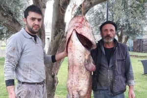 Bursa İznik'te dev balık!