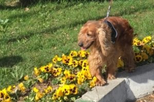 Bursa'da can dost sıcak bir yuvaya kavuştu