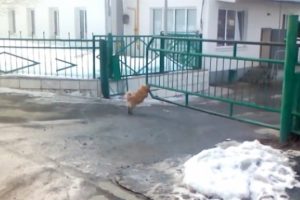 Şirketin kapı g&ouml;revlisi bu k&ouml;pek