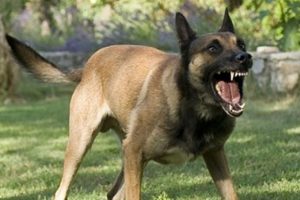 Orman y&uuml;r&uuml;y&uuml;ş&uuml; kabusa d&ouml;nd&uuml;: 15 k&ouml;pek saldırdı