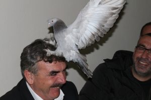 Bursa'nın "taklacı g&uuml;vercinleri" i&ccedil;in tescil &ccedil;alışması başlatıldı