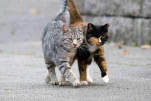 Hayvansever memura, daire bah&ccedil;esinde kedi besleme yasağı!