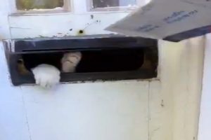 Bu kedi mektup almayı sevmiyor!