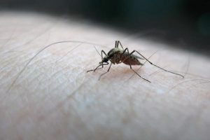 Fiji'de ilk Zika vakası g&ouml;r&uuml;ld&uuml;