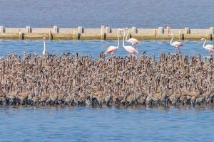 T&uuml;rkiye'nin ilk suni adasında 7 bin 100 flamingo yavrusu d&uuml;nyaya geldi