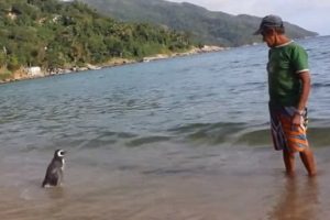 Brezilya yaşlı adam ile hayata d&ouml;nd&uuml;rd&uuml;ğ&uuml; penguenin ilgin&ccedil; hik&acirc;yesi