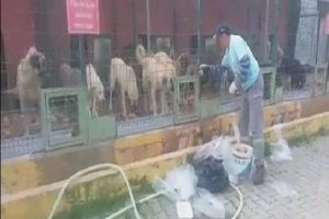 Bursa İneg&ouml;l hayvan barınağında tepki &ccedil;eken g&ouml;r&uuml;nt&uuml;ye su&ccedil; duyurusu