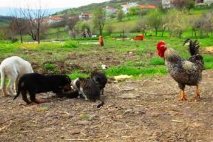 Bu &ccedil;iftlikteki kedi, k&ouml;pek ve horozlar aynı kaptan yem yiyor
