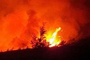 Arıcının hatası Marmaris'te 60 hektar kızıl&ccedil;am ormanını yok etti