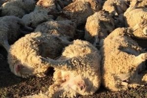116 koyun stresten &ouml;ld&uuml;