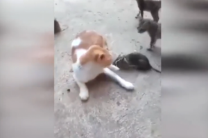 Kediye yapılanlar, bu kadarına da "pes" dedirtti