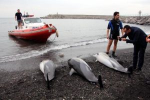 Zonguldak'ta 3 yunus &ouml;l&uuml;s&uuml; sahile vurdu