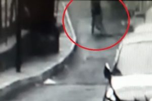 Bonzaiden &ouml;len arkadaşını b&ouml;yle s&uuml;r&uuml;kledi!