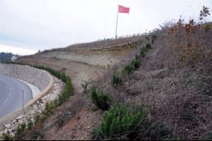 Bursa Mudanya'da, karayolu kenarları yeşilleniyor
