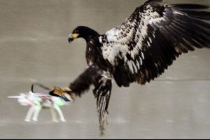DHMİ Genel M&uuml;d&uuml;r&uuml; Serdar H&uuml;seyin Yıldırım: Drone'a karşı kartal kullanabiliriz