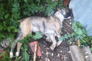 Manisa'da 10 k&ouml;pek zehirlenerek katledildi