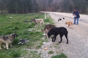 Bursa Orhaneli'de k&ouml;peklere s&uuml;r&uuml;c&uuml;ler sahip &ccedil;ıkıyor!
