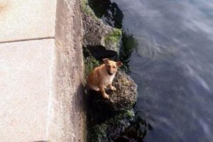 İtfaiye, denizde mahsur kalan k&ouml;peği kurtardı