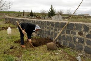 Evinin &ouml;n&uuml;ndeki ağacı kesti, ceza olarak 30 fidan dikti