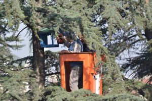 Bursa İneg&ouml;l'de kuşlar yuvalarına kavuşuyor