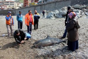 Başı g&ouml;vdesinden kopan yunus sahile vurdu