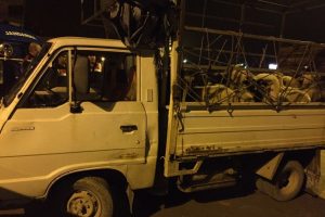 Bursa'da jandarmadan ka&ccedil;ak hayvan operasyonu