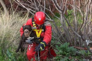 Bursa'da 50 metrelik u&ccedil;urum kenarına d&uuml;şen k&ouml;pek kurtarıldı