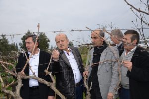 Bursa İznik'te &uuml;z&uuml;m bağlarını don vurdu!