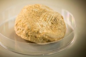 Mağarada bulunan kemik İrlanda'daki insanlık tarihini değiştirdi