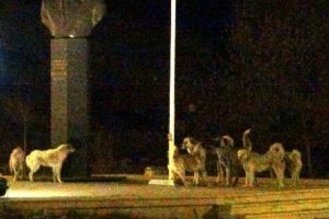 Kars'ta sokak k&ouml;pekleri &uuml;niversite &ouml;ğrencilerine saldırdı
