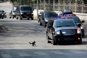 Cumhurbaşkanı konvoyuna kedi s&uuml;rprizi