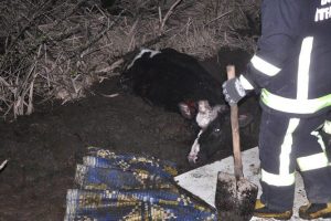 Bursa'da bataklığa saplanan ineği itfaiye kurtardı