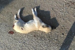 Sokak k&ouml;peği tabancayla &ouml;ld&uuml;r&uuml;ld&uuml;