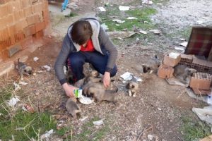 Yavru k&ouml;peklere liseli Muharrem sahip &ccedil;ıktı