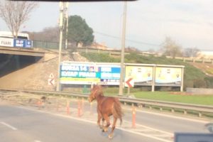 Bursa'da başı boş at trafikte b&ouml;yle ilerledi!