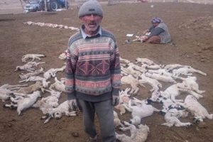 Yanlış iğne 200 kuzuyu telef etti iddiası