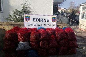 Edirne'de 1 ton 340 kilo ka&ccedil;ak midye ele ge&ccedil;irildi
