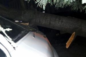 Trabzon'da ağa&ccedil; aracın &uuml;zerine devrildi