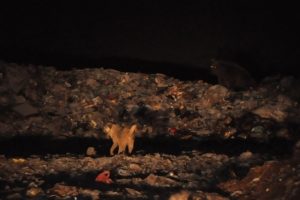 Ayılar k&ouml;peklerle birlikte beslendi