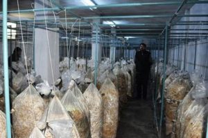 Tavuk &ccedil;iftliğinde mantar &uuml;retimine başladılar, şimdi talebe yetişemiyorlar