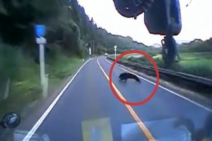 Karşısına &ccedil;ıkan ayıya b&ouml;yle &ccedil;arptı