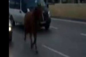 Bursa'da yola &ccedil;ıkan at vatandaşları şaşırttı!