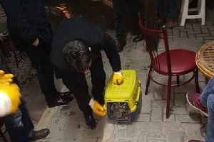 Bursa'da hamile kediye otomobil &ccedil;arptı, vatandaşlar seferber oldu