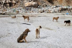 Yol kenarına bırakılan k&ouml;pekler a&ccedil;lıktan ve soğuktan &ouml;l&uuml;yor
