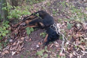 Sakarya'da sokak k&ouml;peğini ağaca astılar