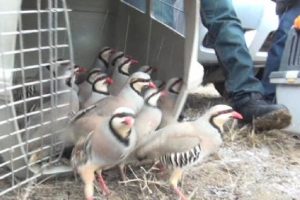 Ka&ccedil;ak avcılardan kurtarılan keklikler doğaya salındı