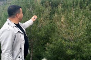 Amanoslar'da '&Ccedil;am kese b&ouml;ceği' tehlikesi